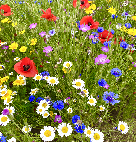 BS9P 100% Cornfield Annuals Wildflower Seeds